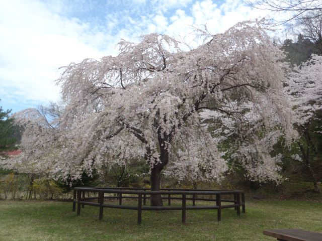 花の渡良瀬公園　